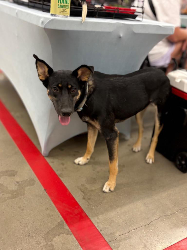 Enlarge Brinne, a Adoptable mixed breed in Nacogdoches, TX image 5/6