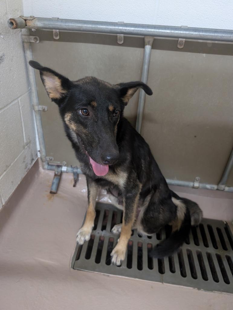 Enlarge Brinne, a Adoptable mixed breed in Nacogdoches, TX image 2/2