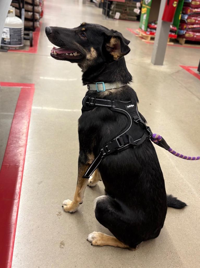Enlarge Brinne, a Adoptable mixed breed in Nacogdoches, TX image 6/6