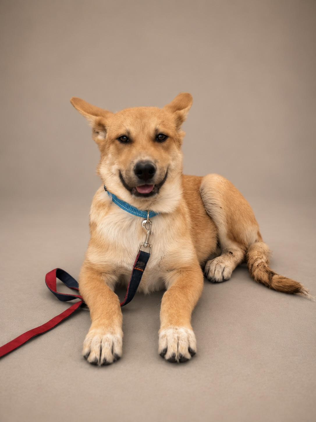 Levi, Adoptable, Puppy Male Beagle & Labrador Retriever.