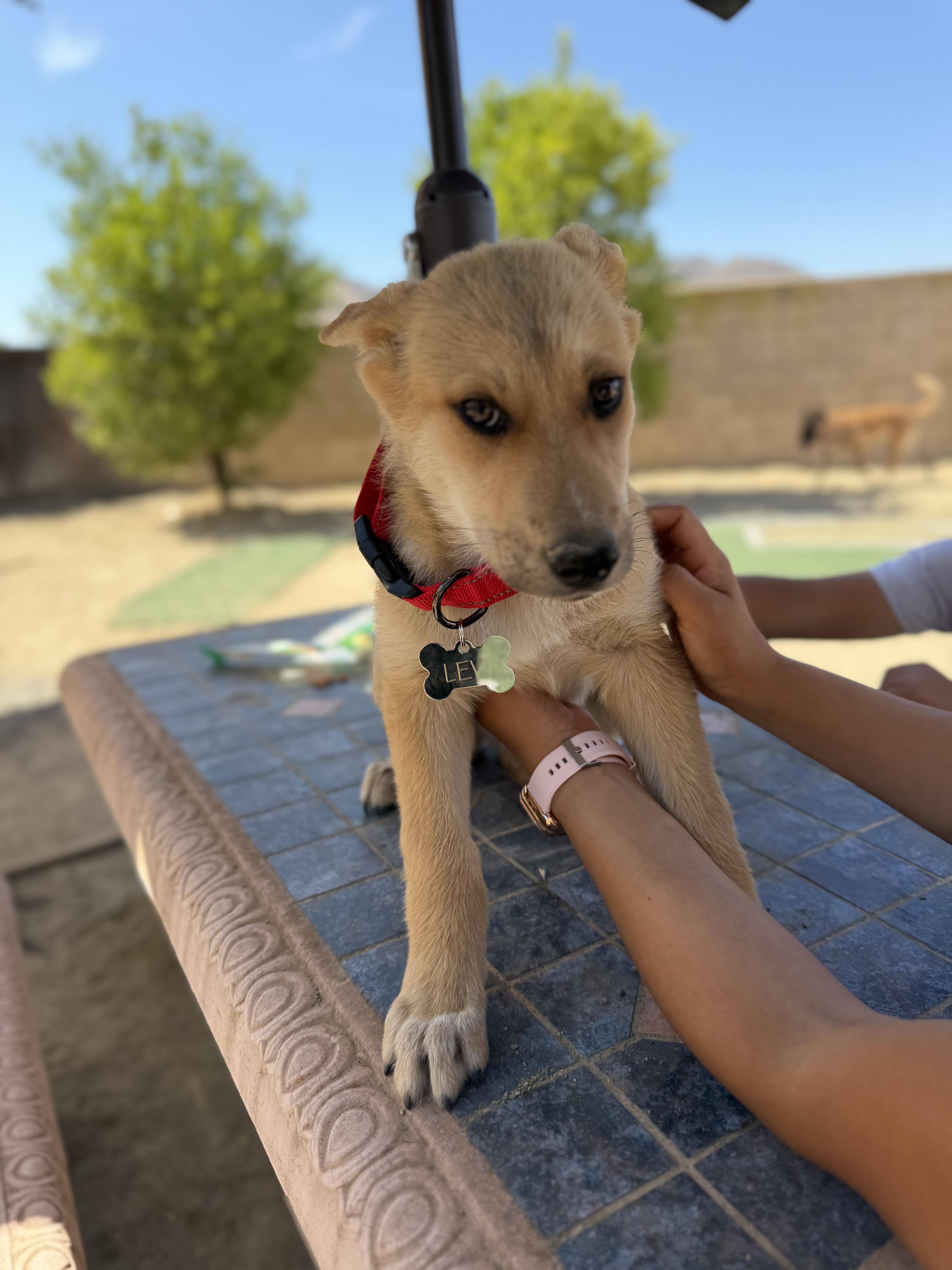 Levi, Adoptable, Puppy Male Beagle & Labrador Retriever.