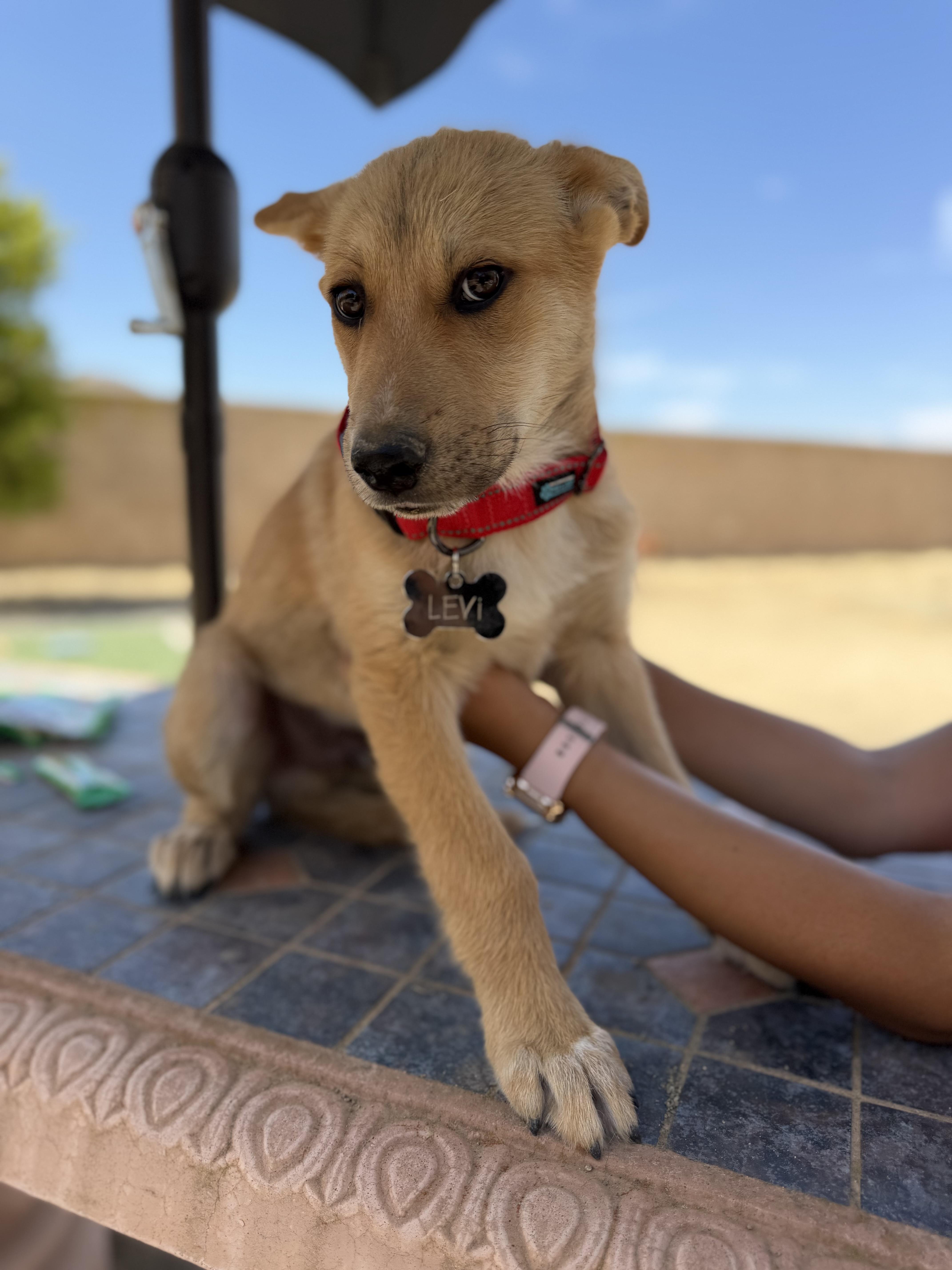 Enlarge Levi, a Adoptable mixed breed in Perris, CA image 3/3
