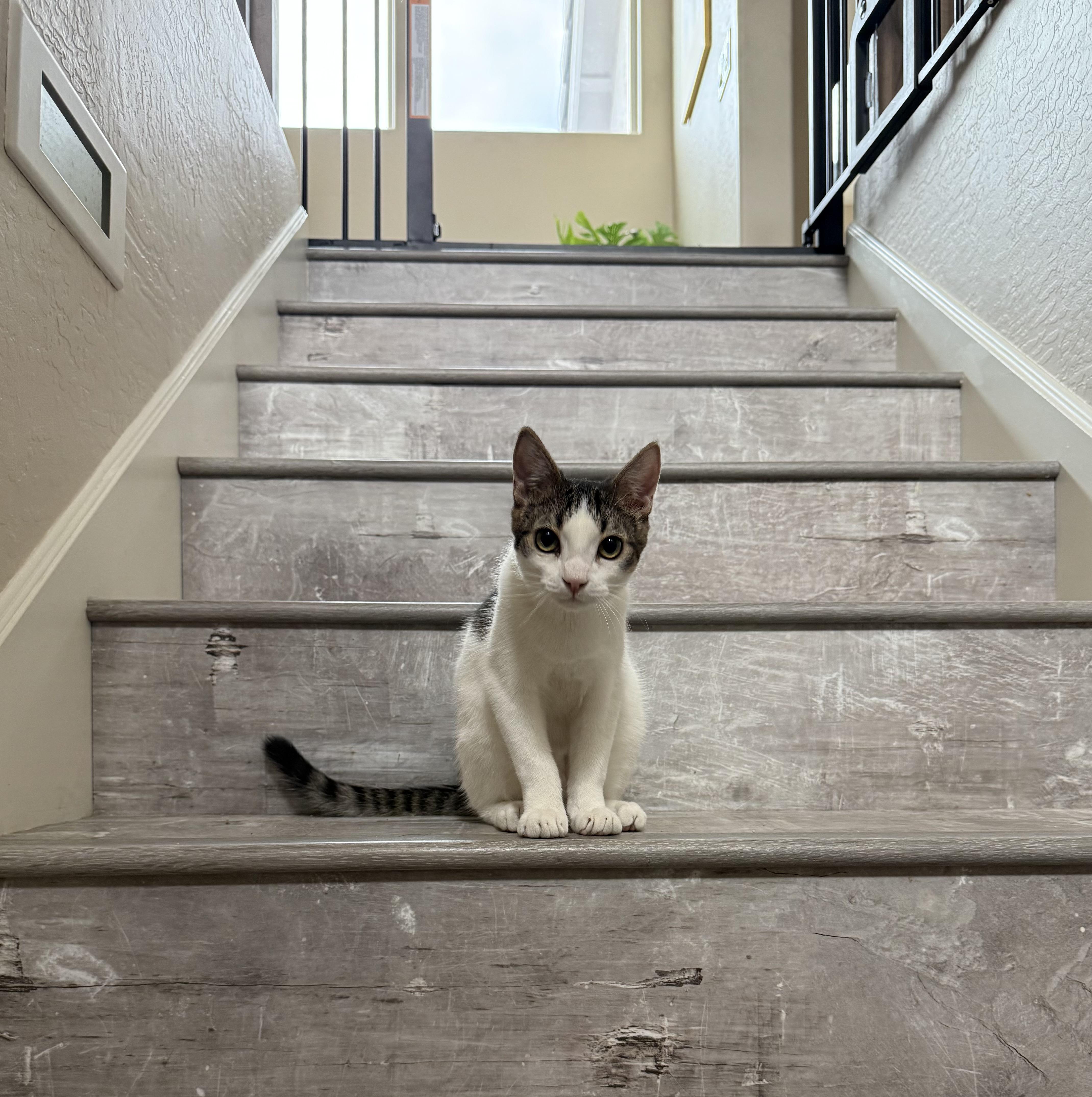 Mikey, Adoptable, Kitten Male Domestic Short Hair.