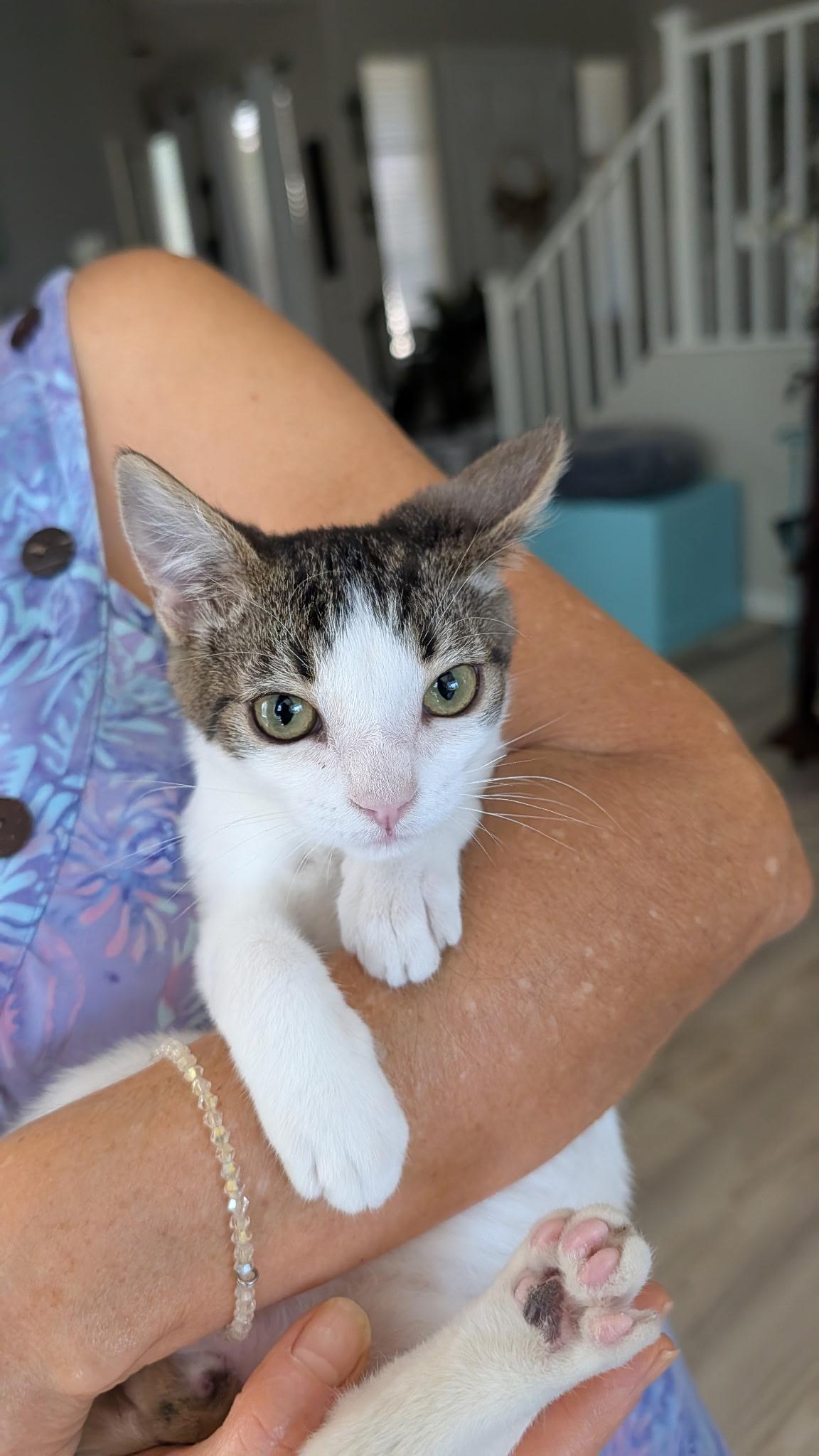 Enlarge Mikey, a ADOPTABLE Domestic Short Hair in queen creek, AZ image 4/4