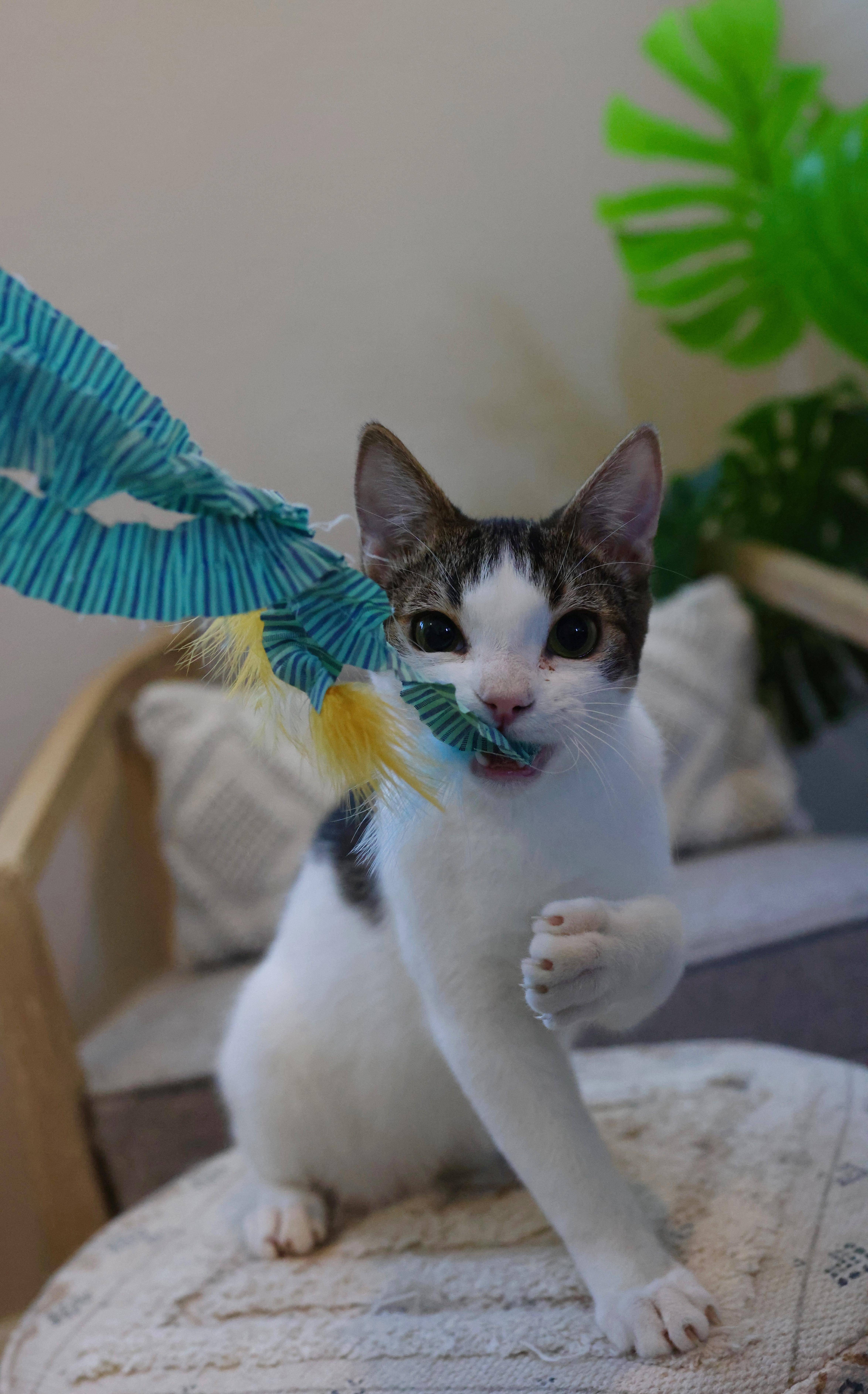 Enlarge Mikey, a Adoptable Domestic Short Hair in queen creek, AZ image 4/5