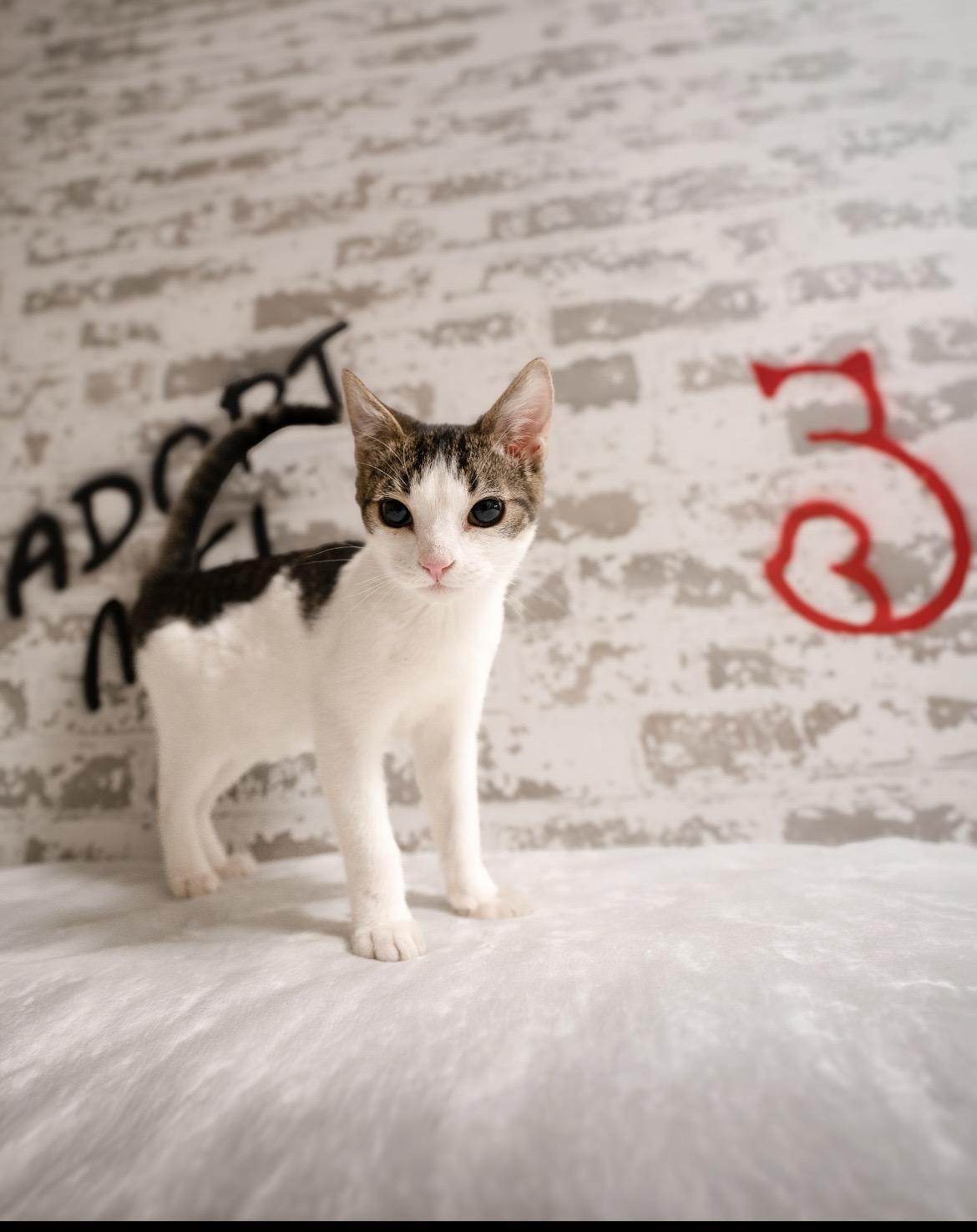 Enlarge Mikey, a ADOPTABLE Domestic Short Hair in queen creek, AZ image 1/4