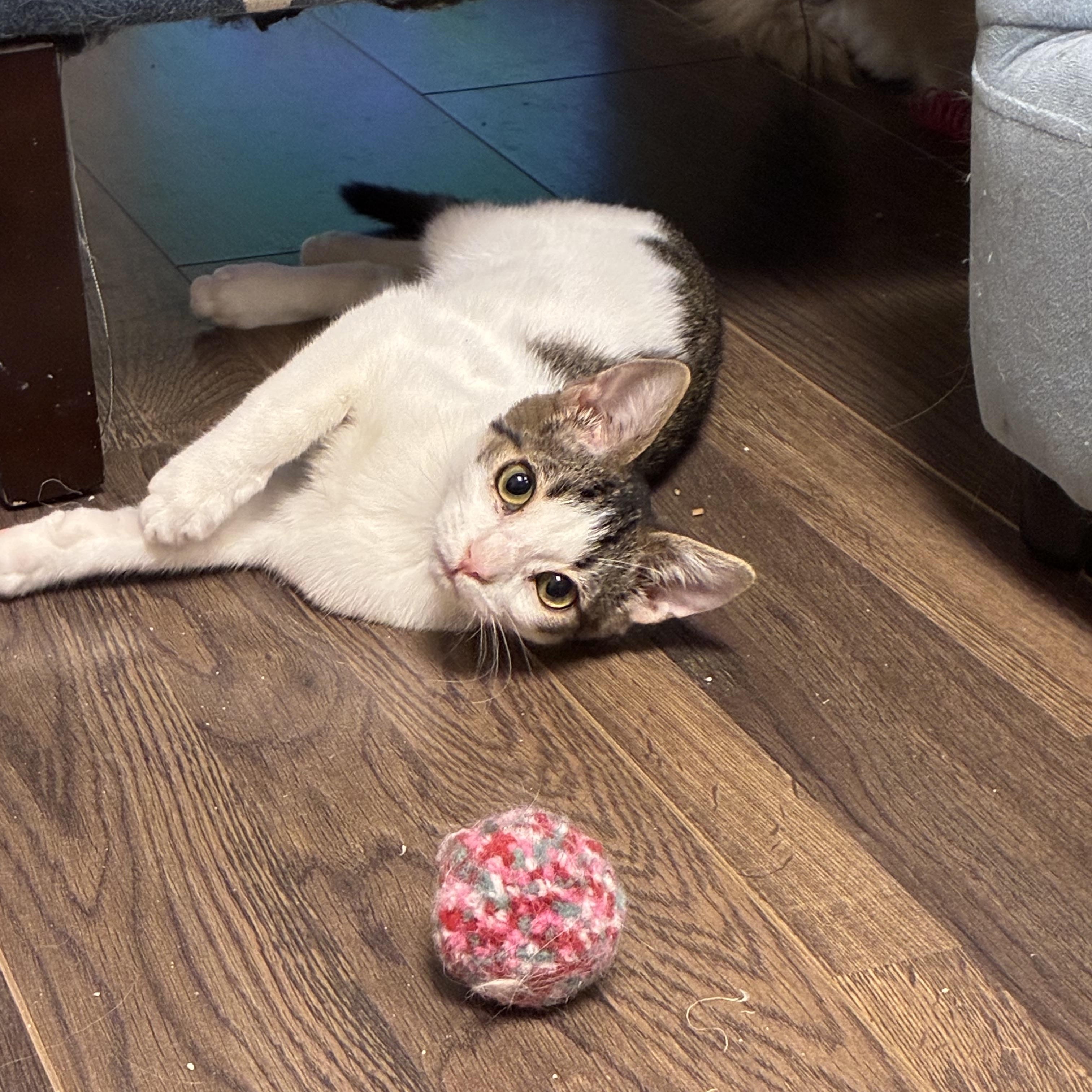 Enlarge Mikey, a ADOPTABLE Domestic Short Hair in queen creek, AZ image 1/4