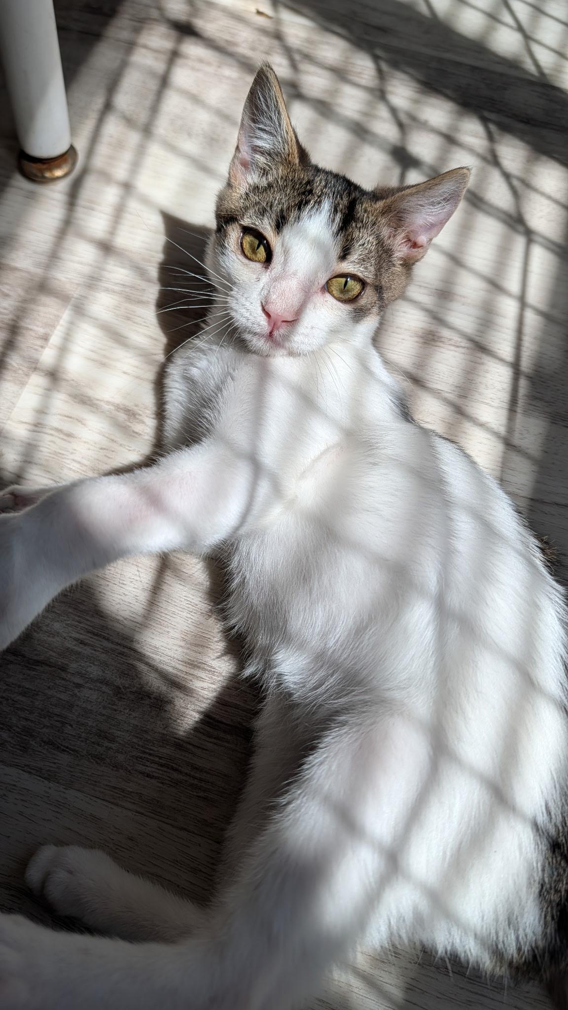 Enlarge Mikey, a ADOPTABLE Domestic Short Hair in queen creek, AZ image 2/4