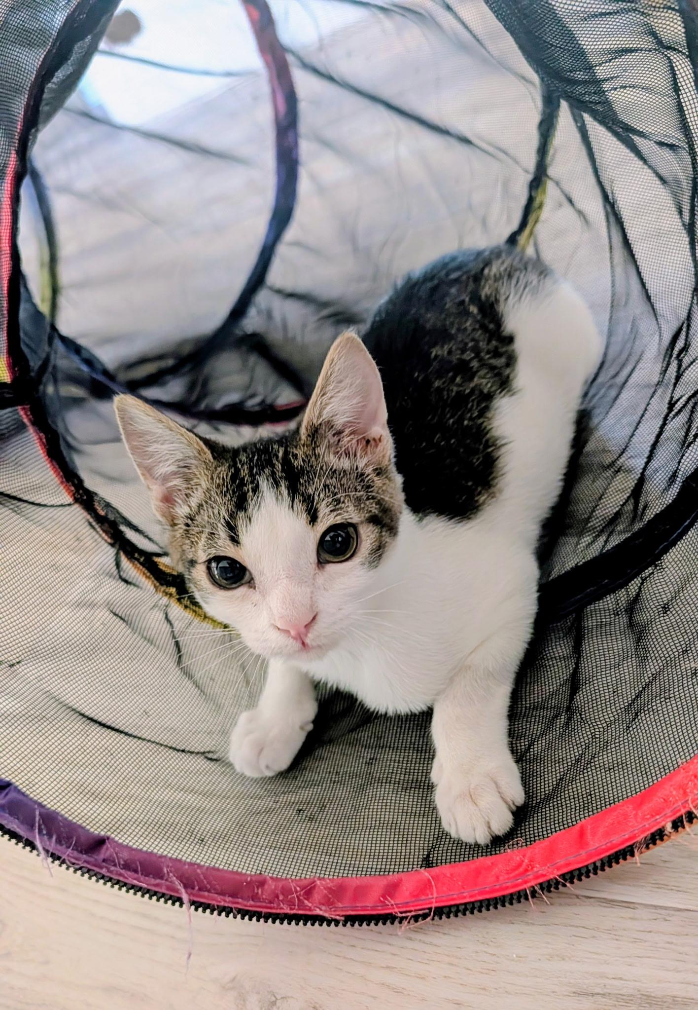 Enlarge Mikey, a ADOPTABLE Domestic Short Hair in queen creek, AZ image 3/4