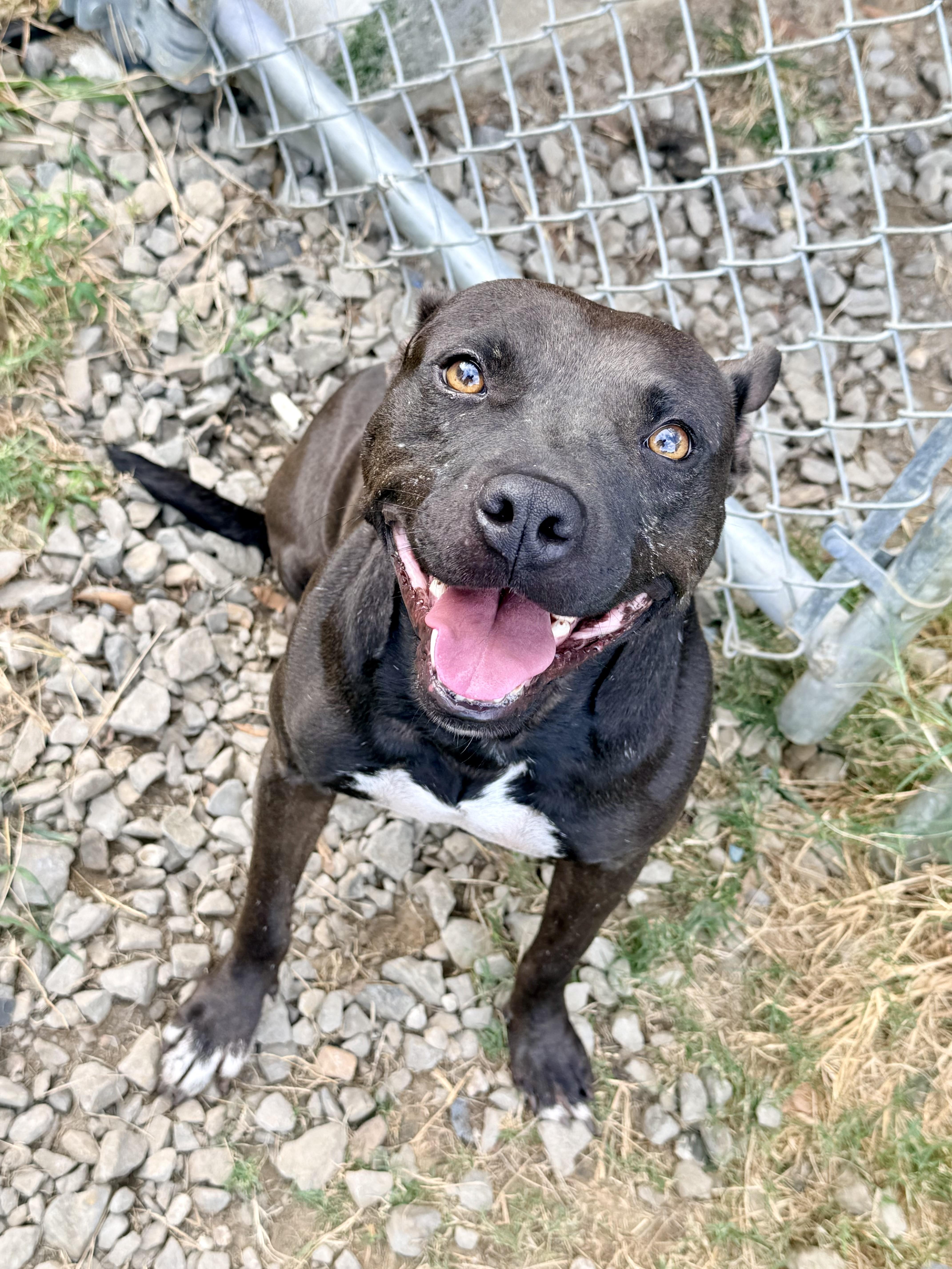 Enlarge Bubba, a Adoptable Mixed Breed in Springhill, LA image 1/6