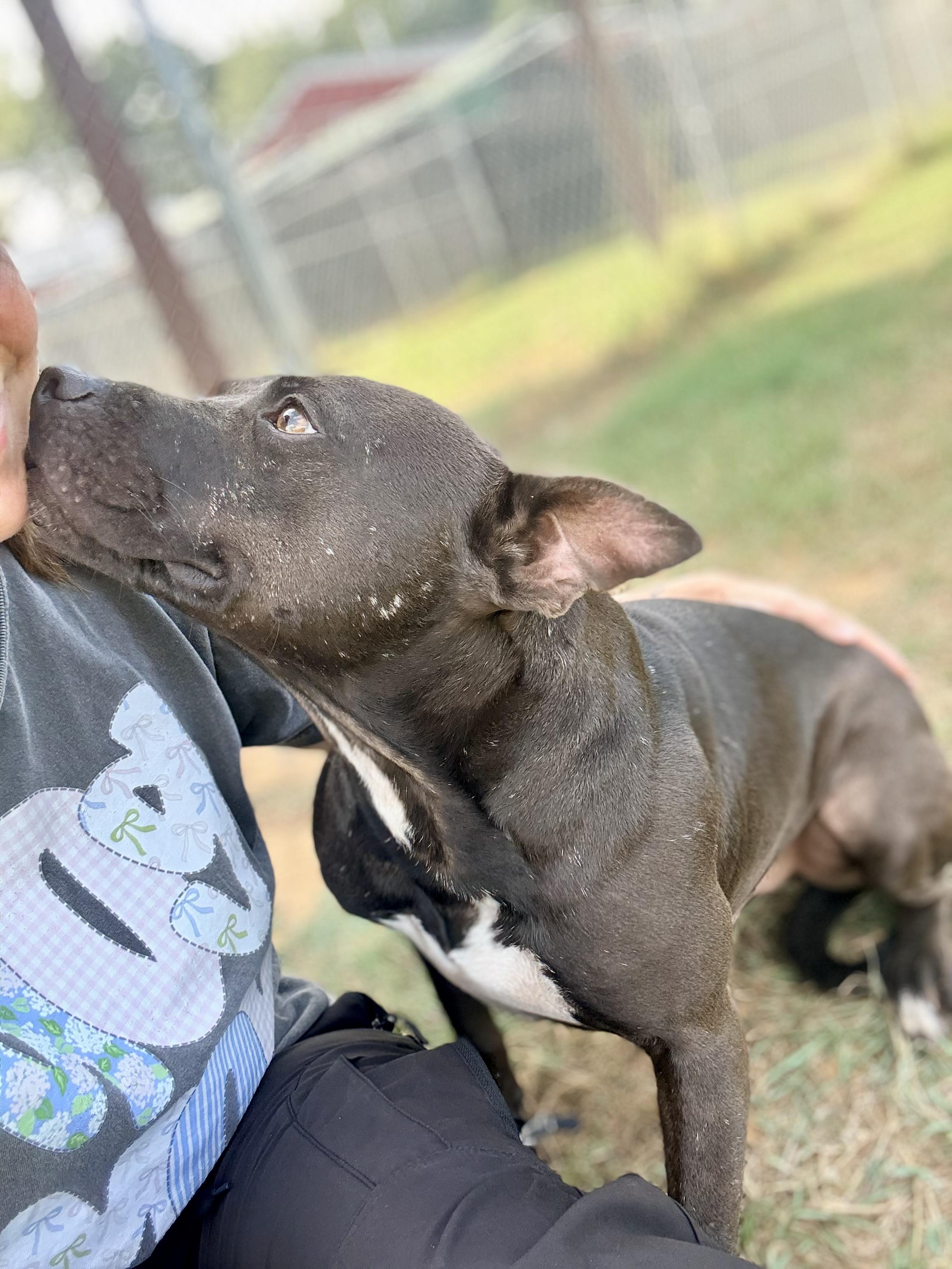 Enlarge Bubba, a Adoptable Mixed Breed in Springhill, LA image 4/6