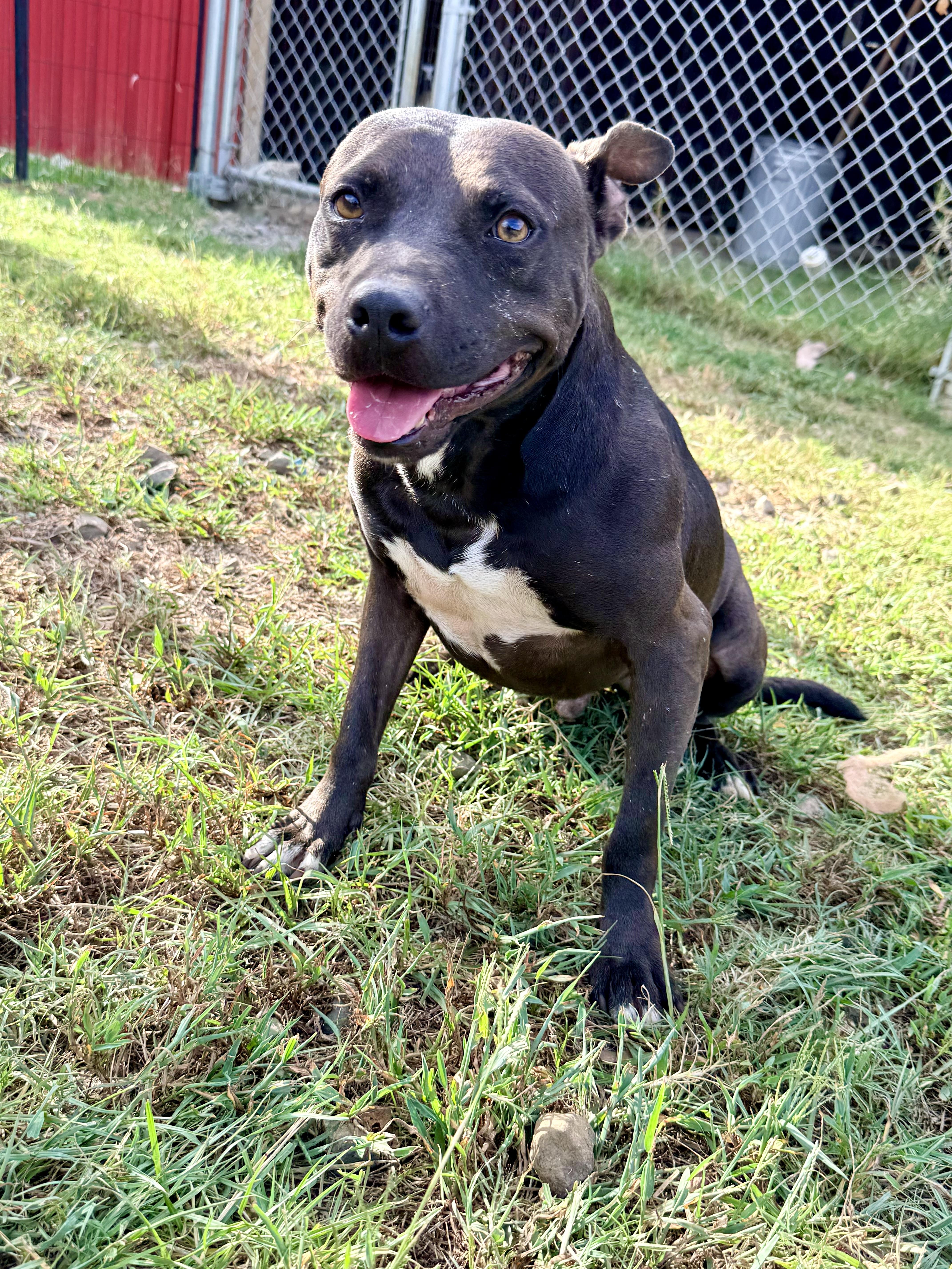 Enlarge Bubba, a Adoptable Mixed Breed in Springhill, LA image 2/6