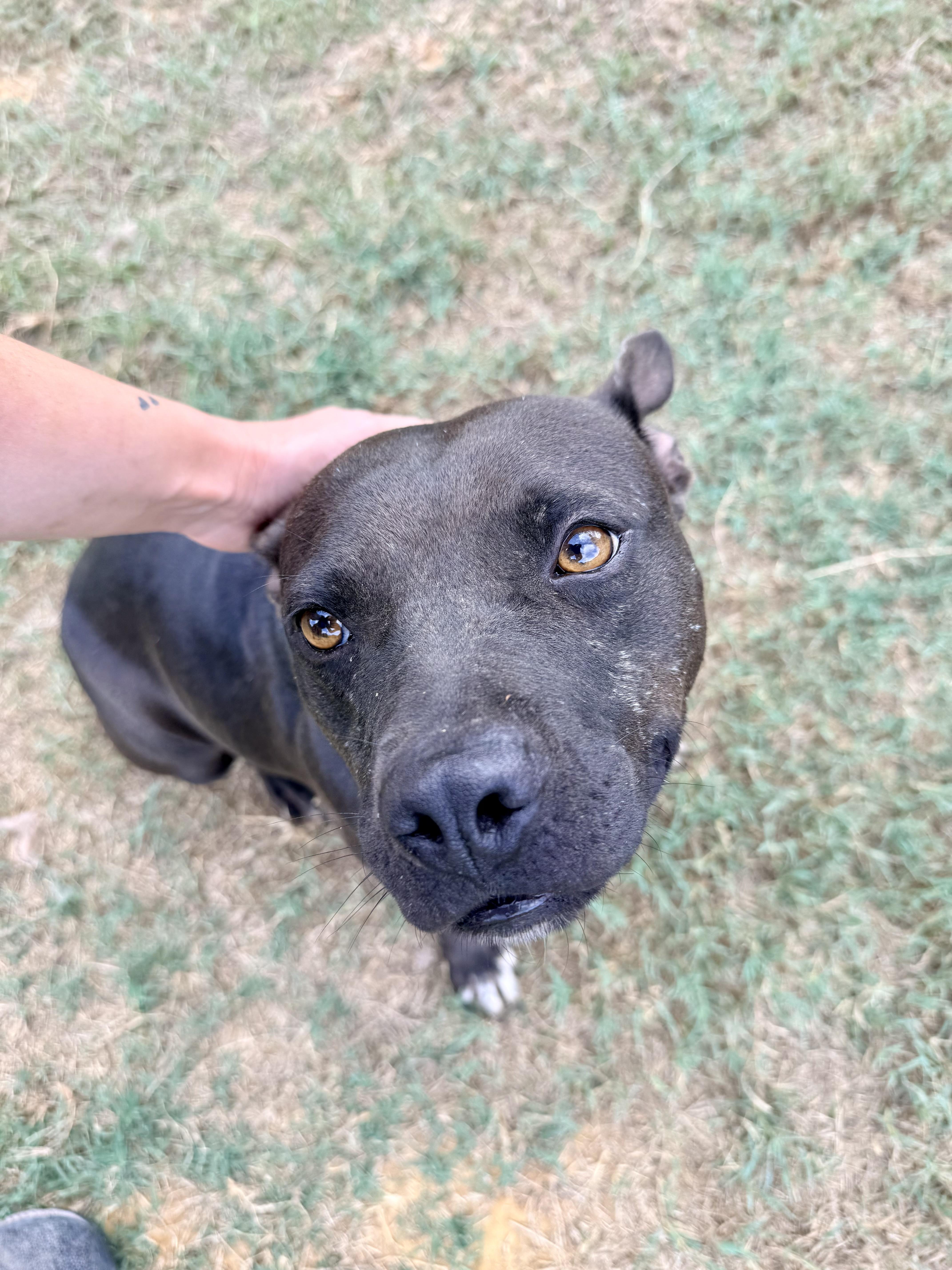 Enlarge Bubba, a Adoptable Mixed Breed in Springhill, LA image 5/6
