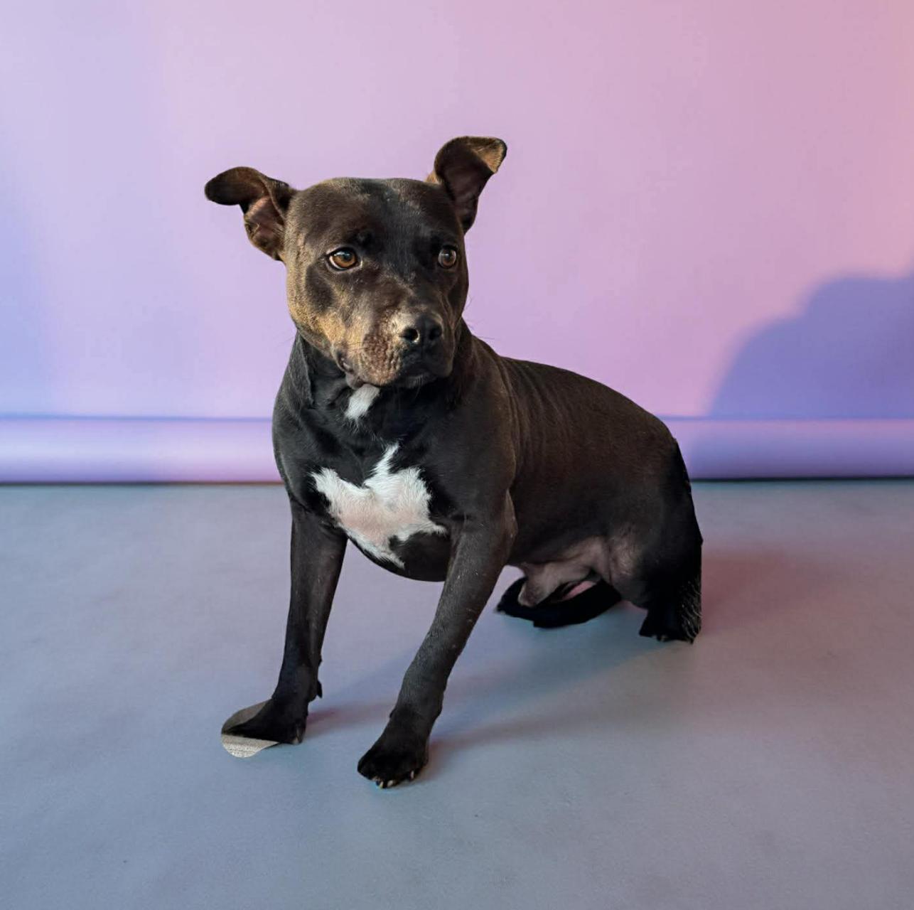 Enlarge Bubba, a ADOPTABLE Mixed Breed in Springhill, LA image 1/1