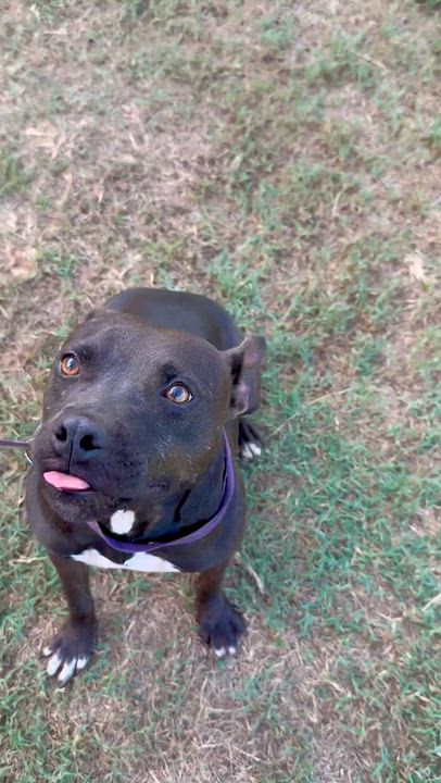 Enlarge Bubba, a Adoptable Mixed Breed in Springhill, LA video 6/6