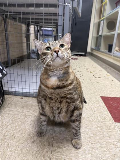 Enlarge Rosa Parks, a Adoptable mixed breed in Hutchinson, KS image 1/3