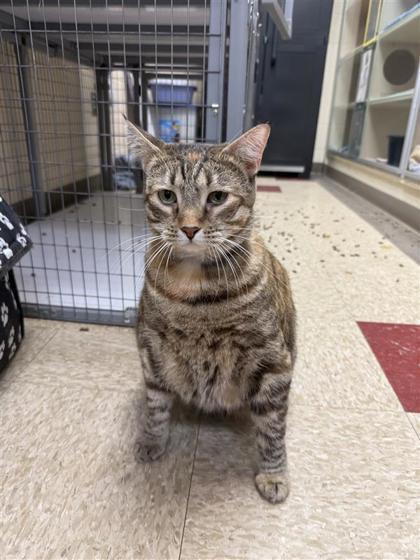 Enlarge Rosa Parks, a Adoptable mixed breed in Hutchinson, KS image 2/3