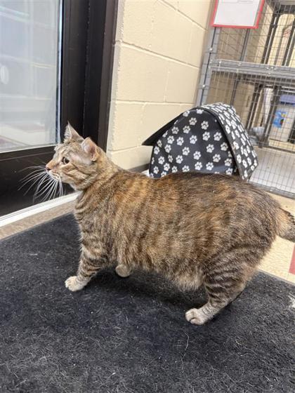 Enlarge Rosa Parks, a Adoptable mixed breed in Hutchinson, KS image 3/3