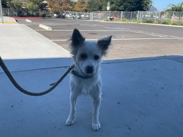 Choo Choo, Adoptable, Adult Male Chihuahua & Spaniel.