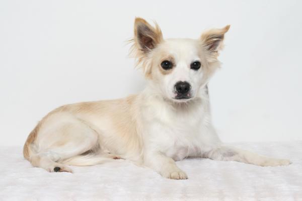 Choo Choo, a Adoptable mixed breed in San Luis Obispo, CA image 2/4