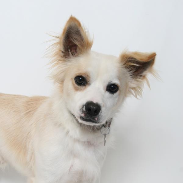 Choo Choo, a Adoptable mixed breed in San Luis Obispo, CA image 3/4