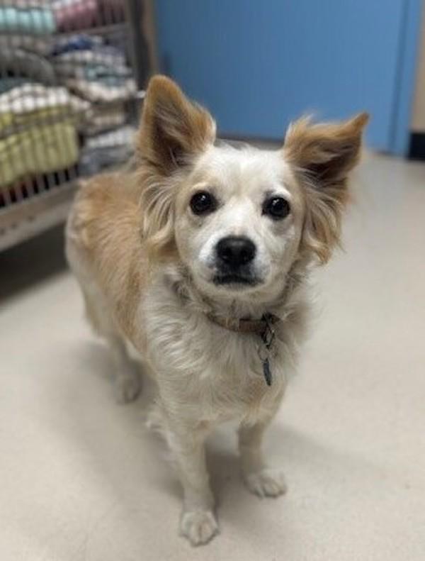 Choo Choo, a Adoptable mixed breed in San Luis Obispo, CA image 4/4
