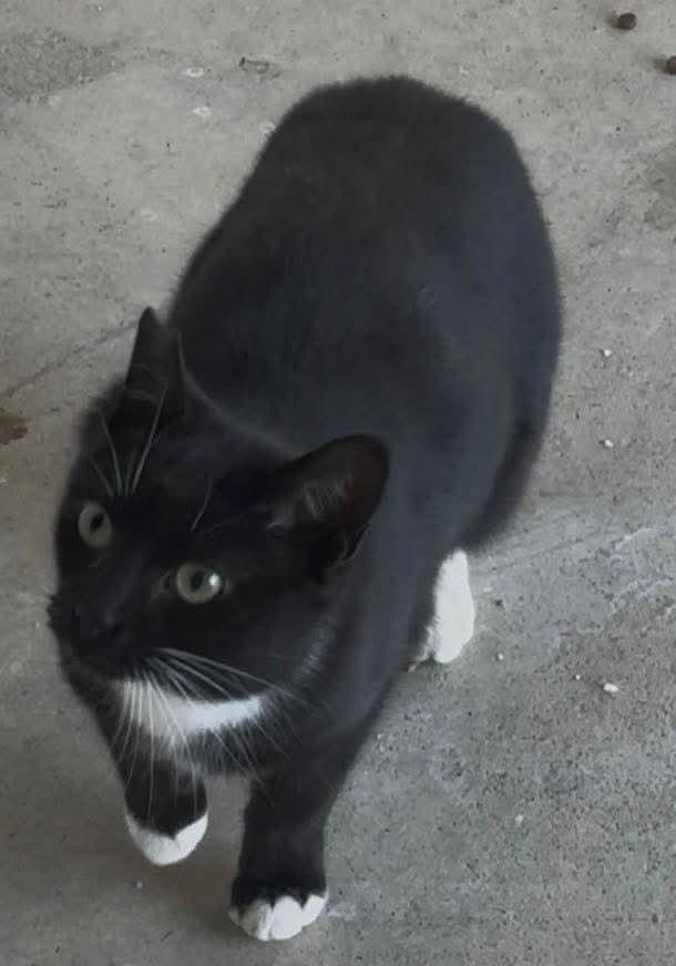 Stubby Sue, Adoptable, Young Female Domestic Short Hair.