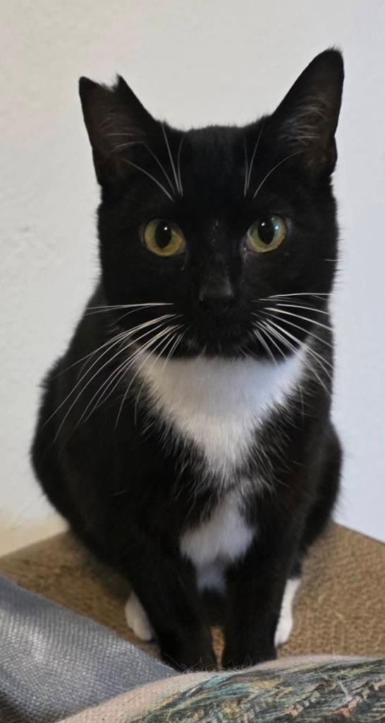 Enlarge Stubby Sue, a Adoptable mixed breed in Miami, OK image 2/5