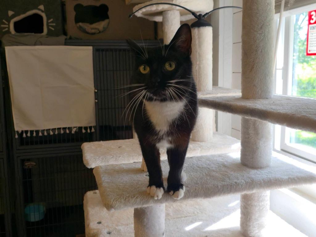 Enlarge Stubby Sue, a Adoptable American Bobtail in Miami, OK image 1/5