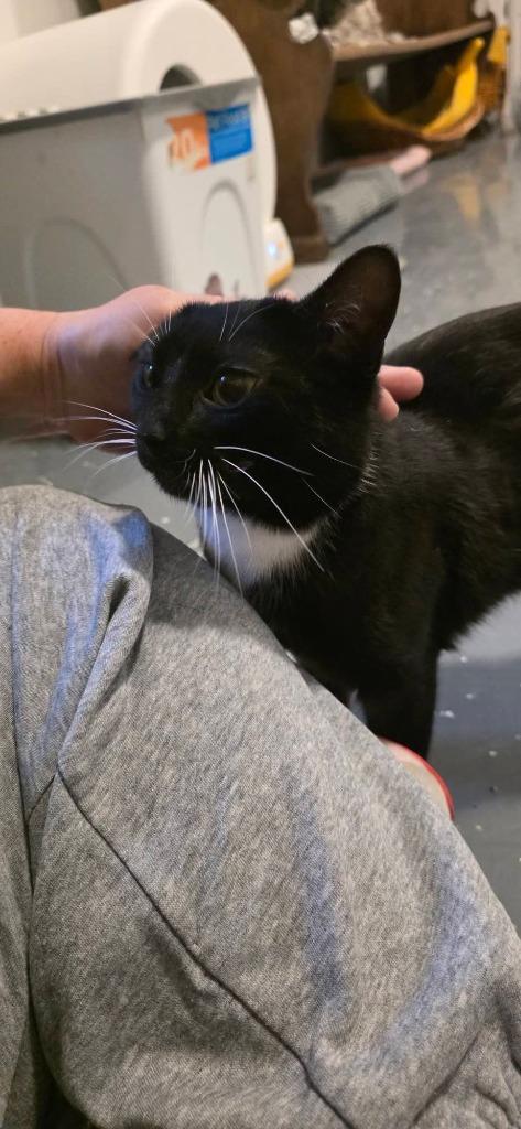 Enlarge Stubby Sue, a Adoptable mixed breed in Miami, OK image 2/4