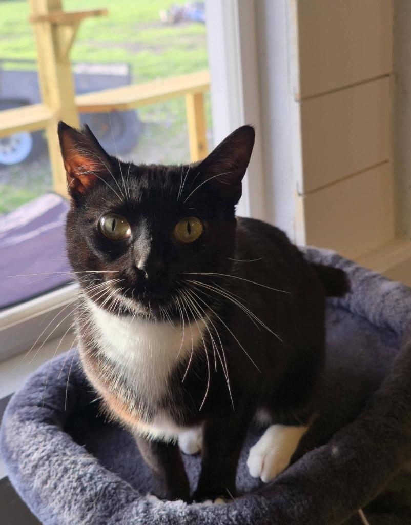 Enlarge Stubby Sue, a Adoptable mixed breed in Miami, OK image 3/5