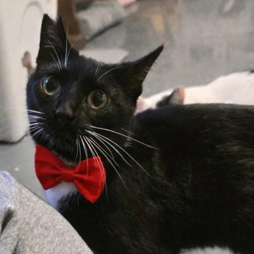 Stubby Sue, Adoptable, Kitten Female Domestic Short Hair.