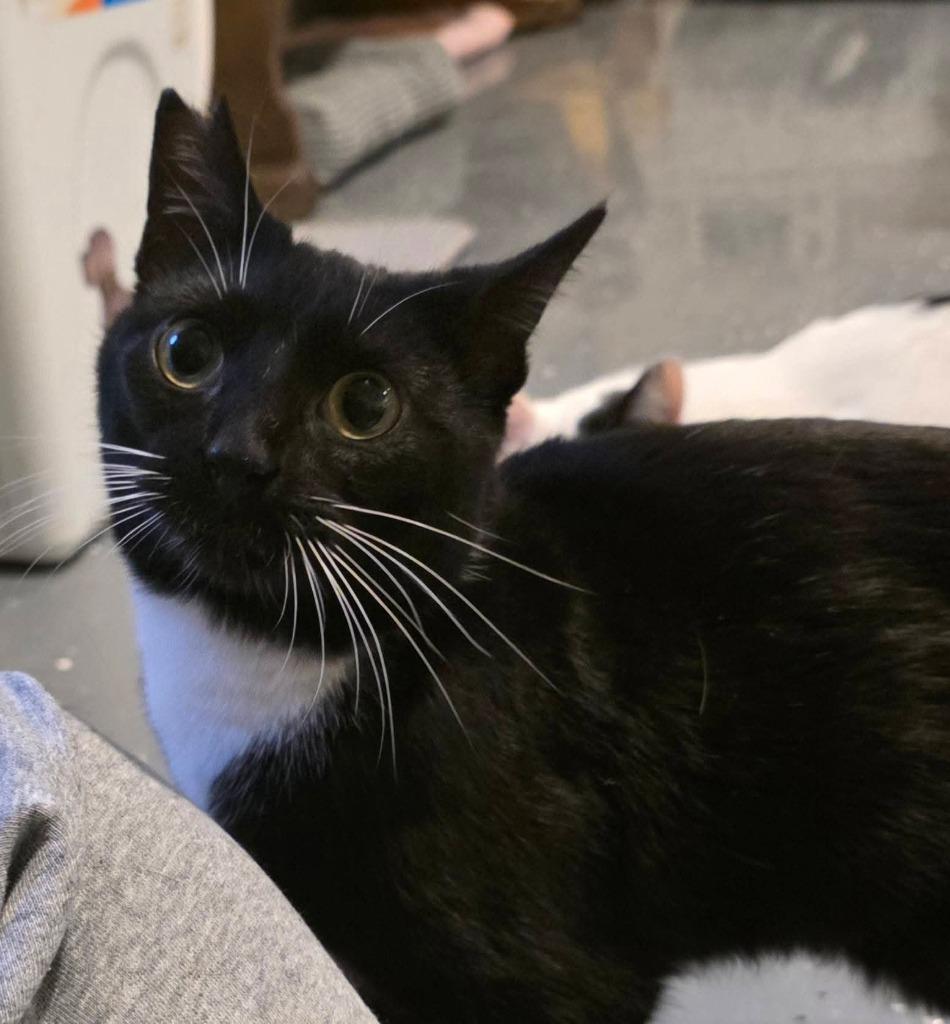 Enlarge Stubby Sue, a Adoptable mixed breed in Miami, OK image 4/4