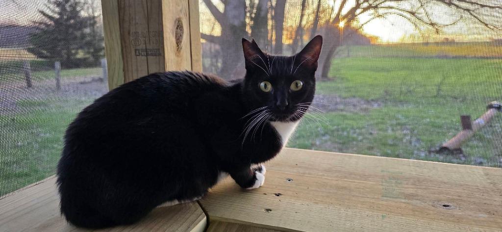 Enlarge Stubby Sue, a Adoptable mixed breed in Miami, OK image 4/5