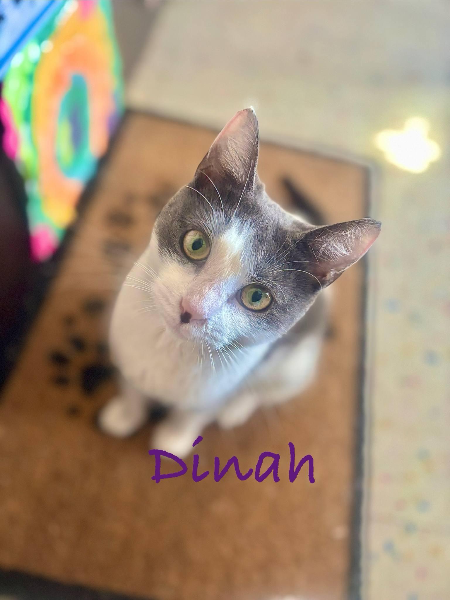 Dinah