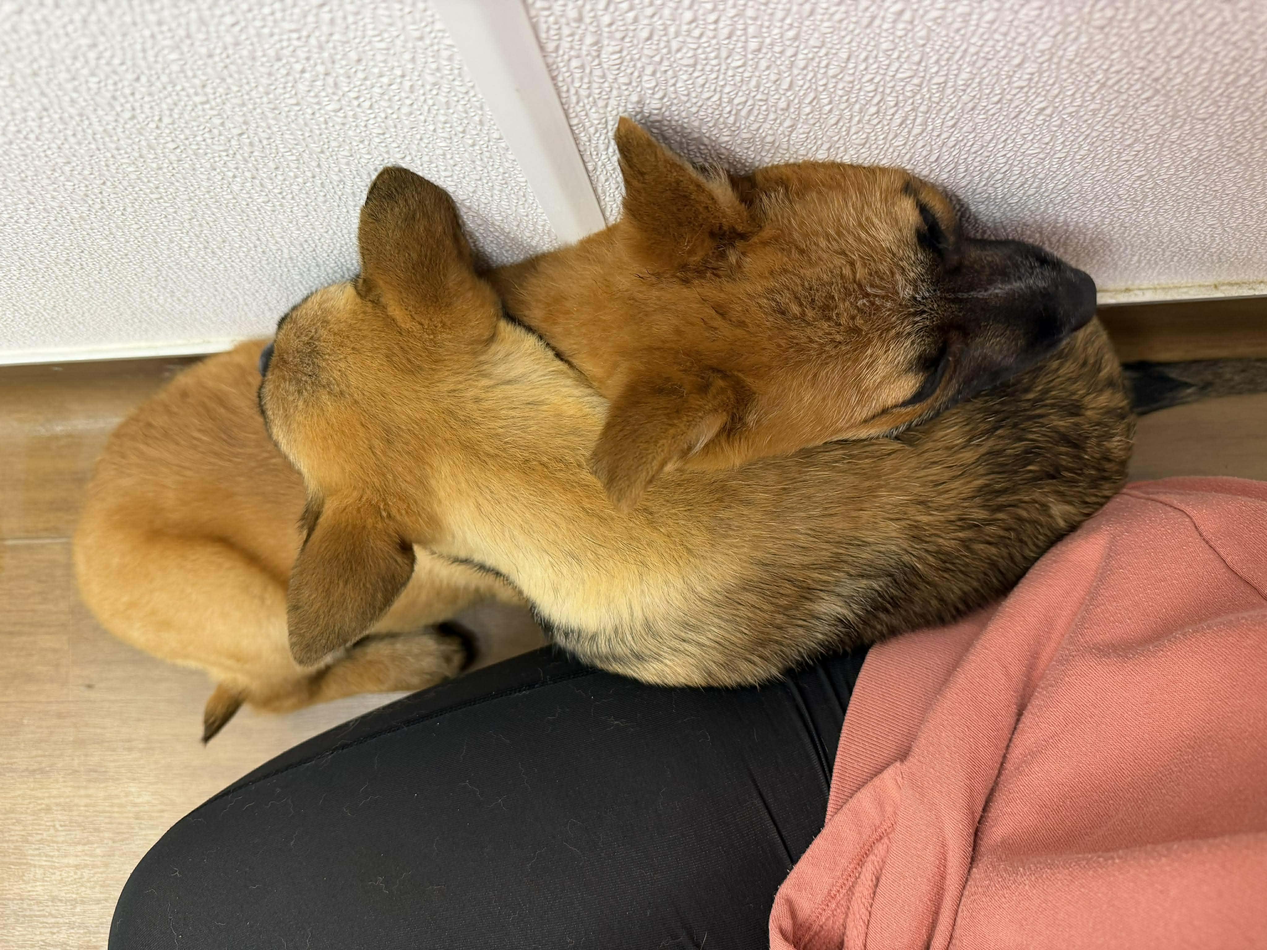 Echo, an adopted Belgian Shepherd / Malinois in Humble, TX image 5/6