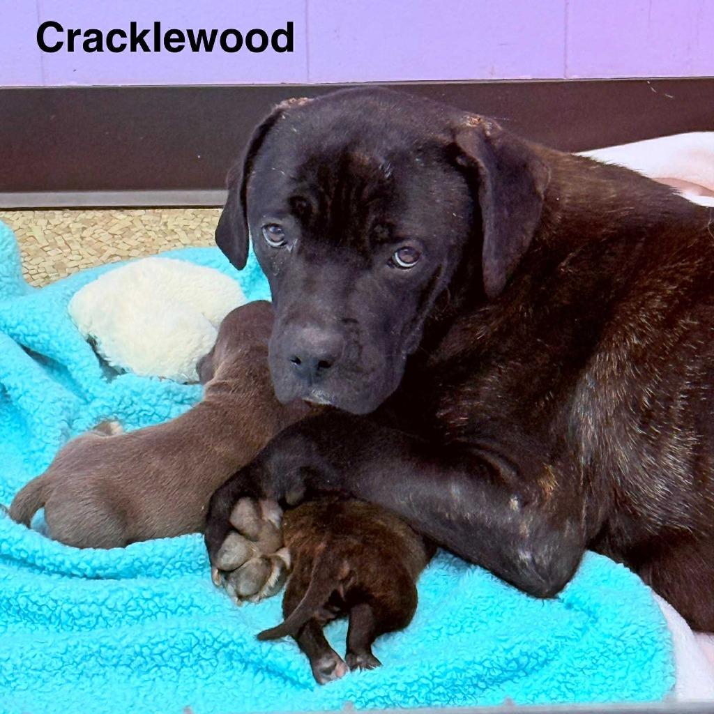Cracklewood "Kylie, a Adopted mixed breed in Utica, MI image 3/6
