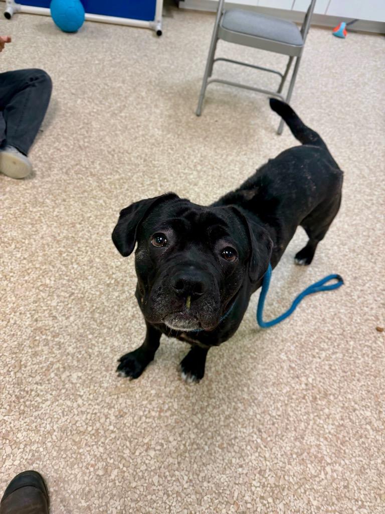 Cracklewood "Kylie, a Adopted mixed breed in Utica, MI image 5/6