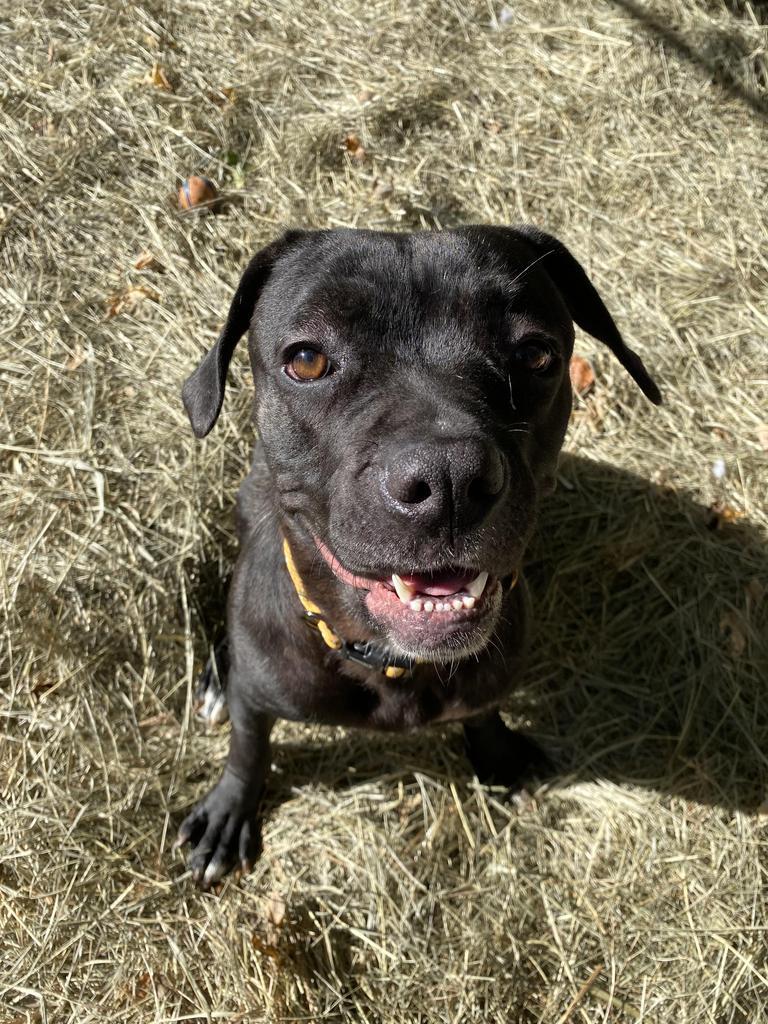 Cracklewood "Kylie, a Adopted mixed breed in Utica, MI image 6/6