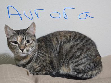Aurora
