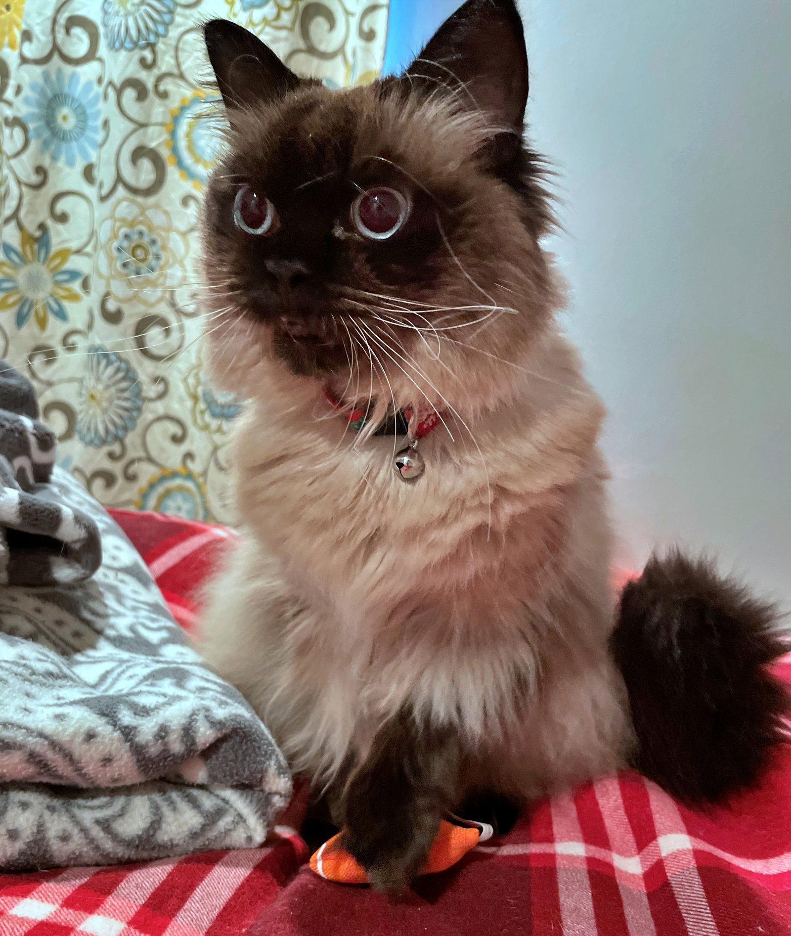 SAKE #1806 - Offered by Owner - Sr. Himilayan, Adoptable, Senior Female Himalayan.