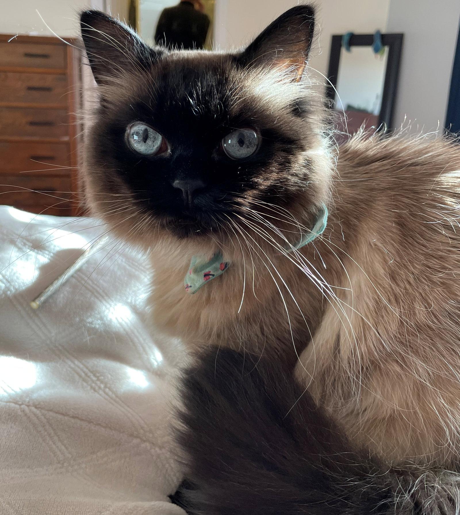 SAKE #1806 - Offered by Owner - Sr. Himilayan, a Adoptable Himalayan in Hillsboro, OR image 2/3
