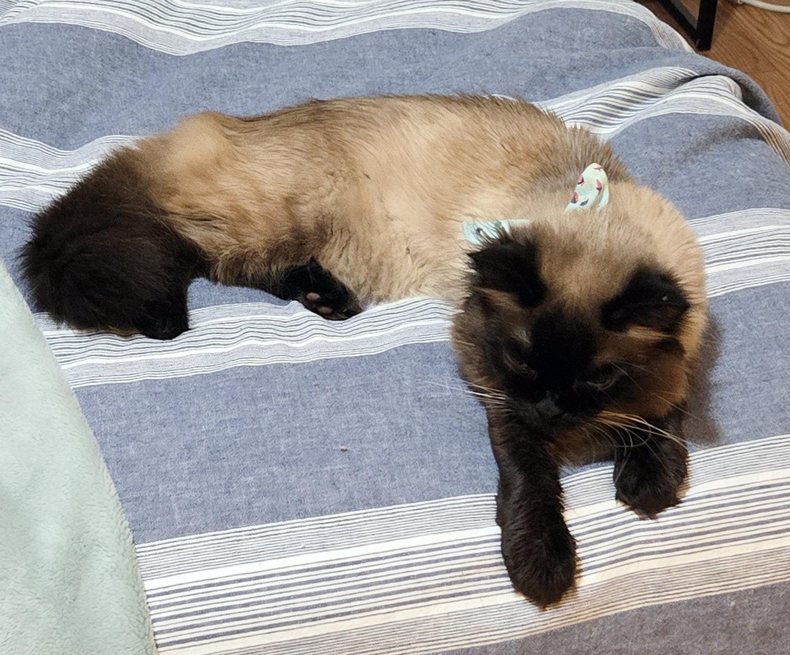 SAKE #1806 - Offered by Owner - Sr. Himilayan, a Adoptable Himalayan in Hillsboro, OR image 3/3
