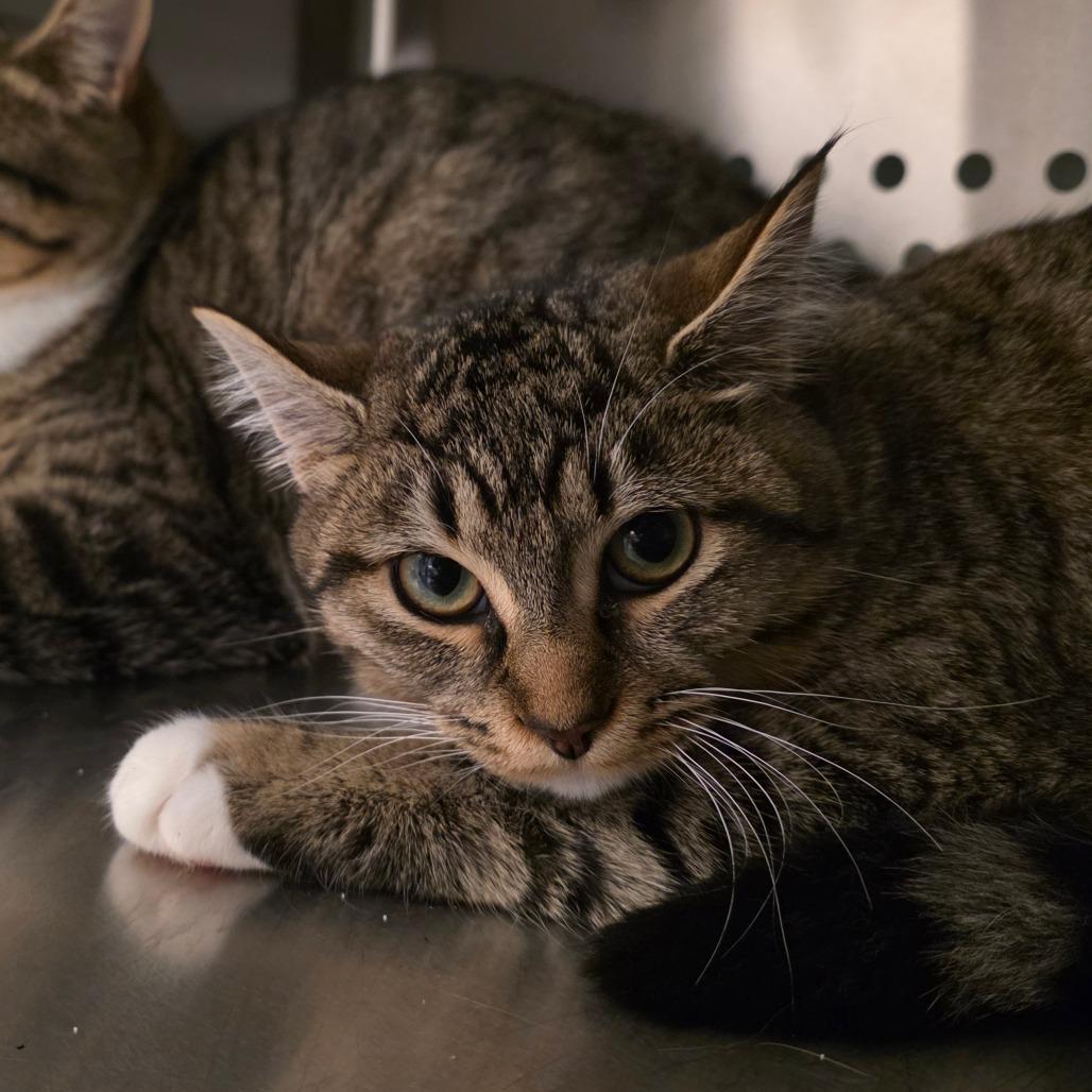 Enlarge Ruby, a Adoptable Domestic Short Hair in Port Townsend, WA image 1/4