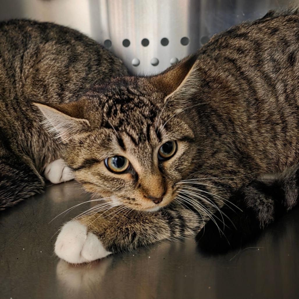 Enlarge Ruby, a Adoptable Domestic Short Hair in Port Townsend, WA image 2/4