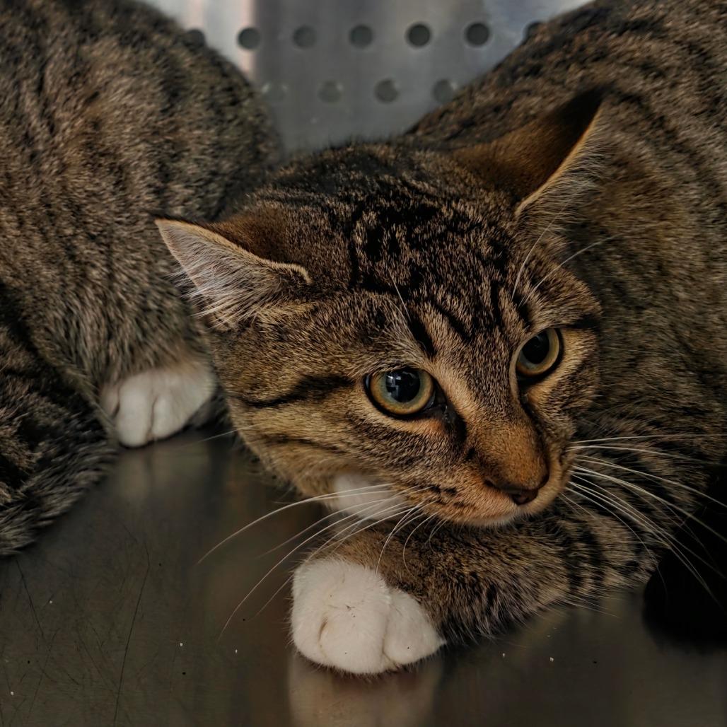 Enlarge Ruby, a Adoptable Domestic Short Hair in Port Townsend, WA image 3/4