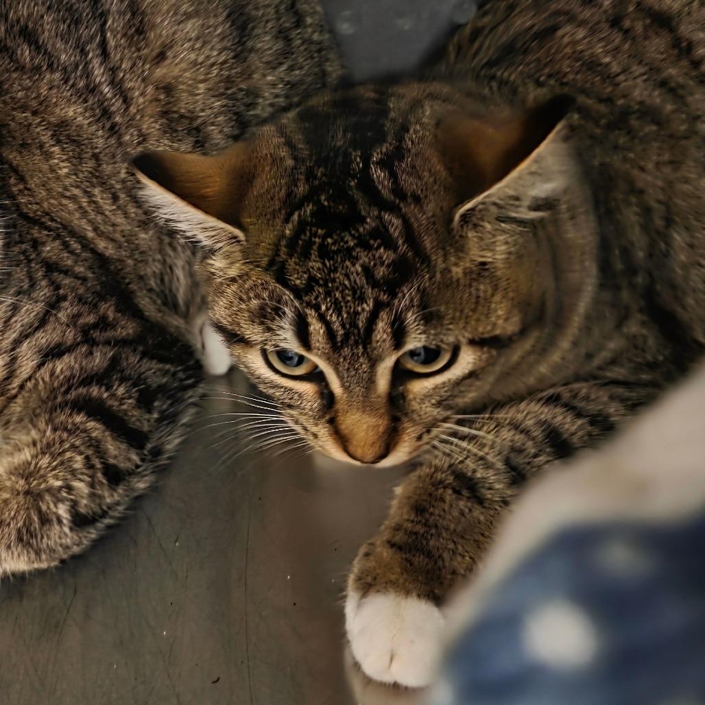 Enlarge Ruby, a Adoptable Domestic Short Hair in Port Townsend, WA image 4/4