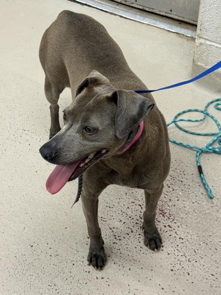 Chelsea (829), Adoptable, Adult Female Labrador Retriever & Weimaraner - Smooth.