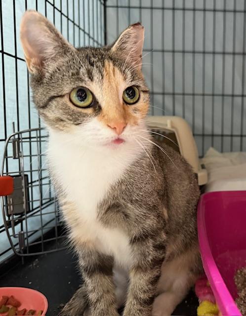 June Bug, Adoptable, Young Female Domestic Short Hair.