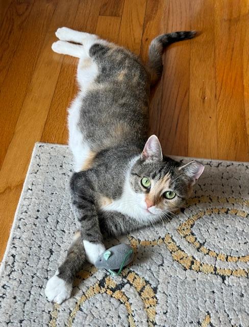 June Bug, Adoptable, Young Female Domestic Short Hair.